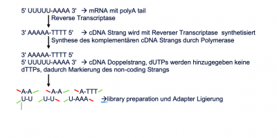 RNA-Seq.png